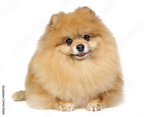 Pomeranian spitz in studio