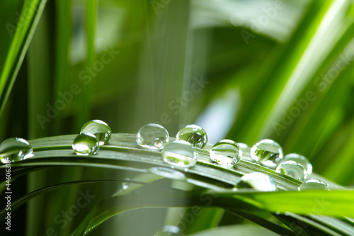 water drops on the green grass