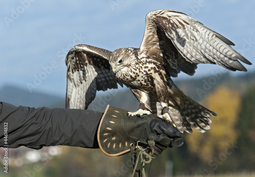 Natur, Saker Falke