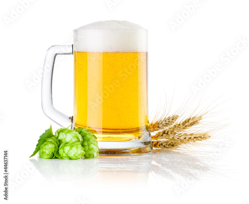 Mug fresh beer with Green hops and ears of barley isolated on a