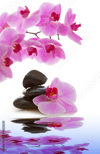 Massage Stones with Orchid