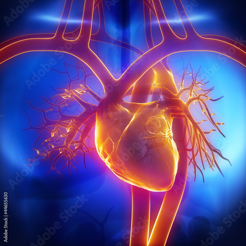 Pulmonary trunk, vein, aorta in heart