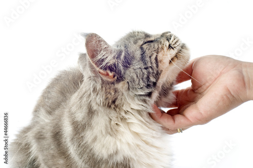 chat maine coon affectueux