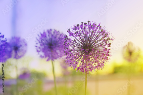 Flowering Onion