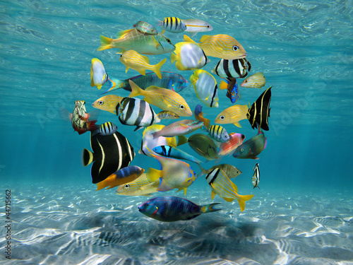 Shoal of colorful tropical fish grouped together in circle shape (digitally composed) underwater between sandy seabed and water surface, Caribbean sea