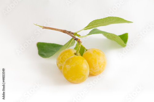 mirabelle plum