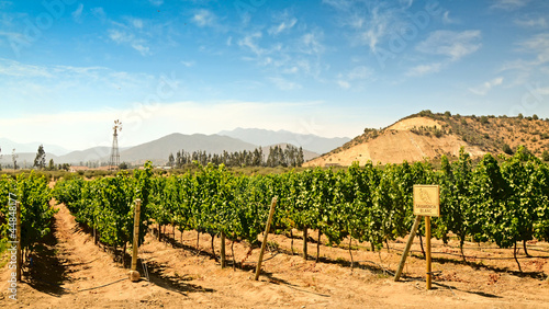 Vineyard of Sauvignon Blanc Grape in Chile near Valparaiso