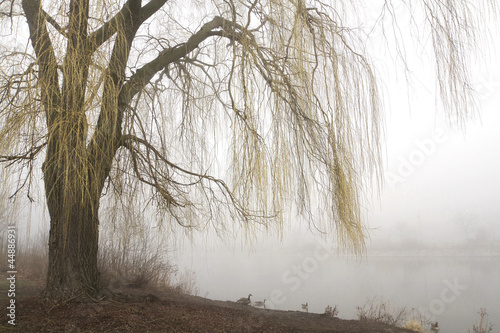 Weeping willow with misty lake