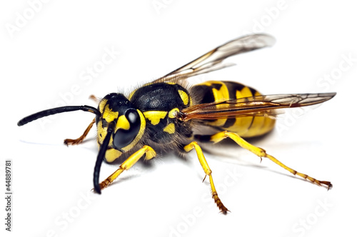 live wasp isolated on white