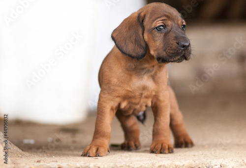 Cute Hannover bloodhound look at something