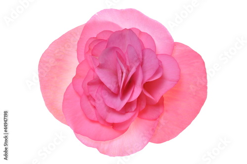 Pink flower begonia isolated on white background 