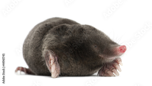 European Mole, Talpa europaea