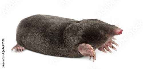 European Mole, Talpa europaea