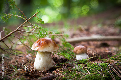 Boletus Edulis - porcino