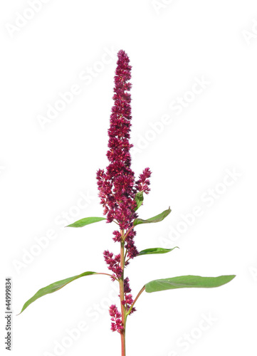 Rispen-Fuchsschwanz (Amaranthus cruentus)