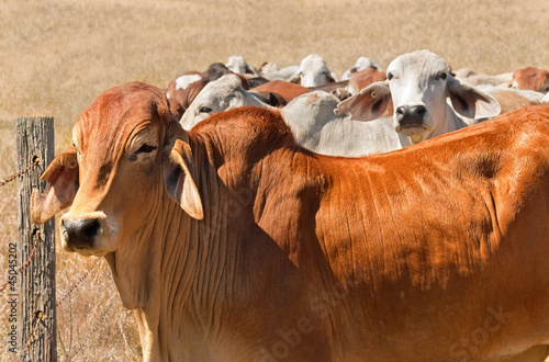 Australian beef herd brown brahman cattle live animals