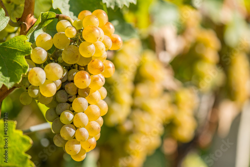 Gold Riesling grapes hang from the vine