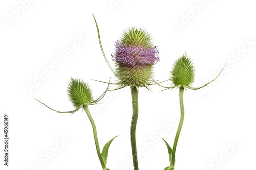 Teasel plant