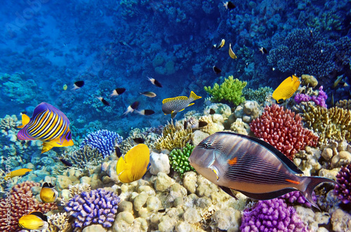 Coral and fish in the Red Sea.Egypt