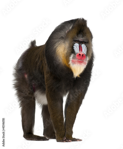 Mandrill, Mandrillus sphinx, 22 years old