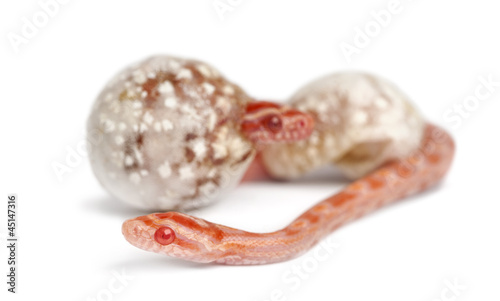 Corn snake hatching, Pantherophis guttatus guttatus