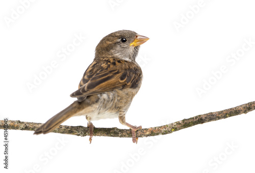 House Sparrow standing on branch against white background