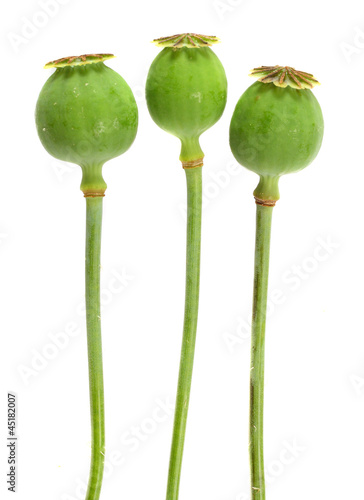 The Opium Poppy.