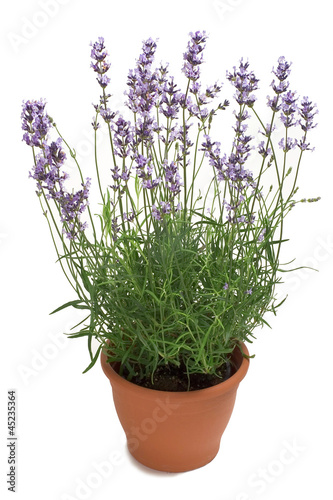 Lavender in a Pot