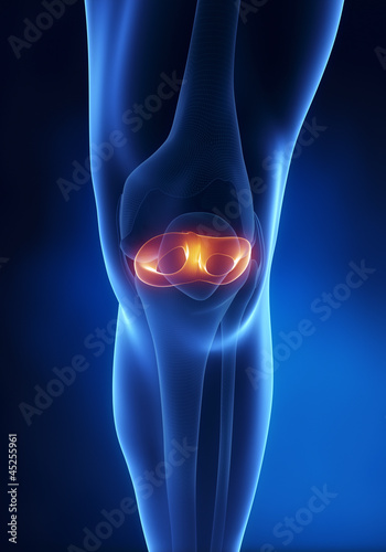 Knee meniscus anatomy anterior view