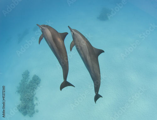 Pair of wild spinner dolphins
