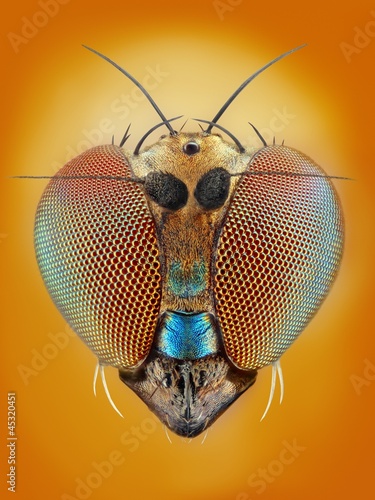 Extreme sharp and detailed study of 2 mm long legged fly