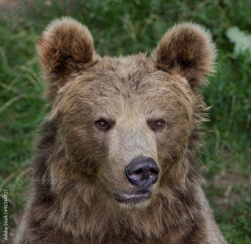 Bear (Ursus arctos)