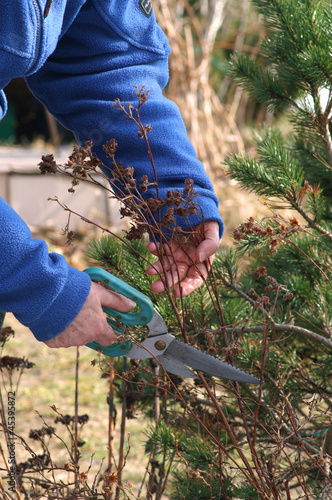 Pruning bushes with secateurs