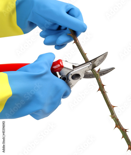 Pruning rose bushes with secateurs isolated on white