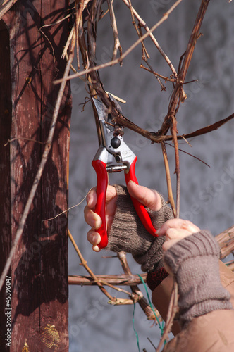 Wine grape pruning with secateurs