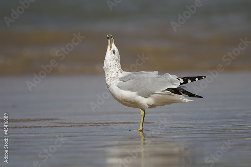 Ring-billed Gull (Larus delawarensis) Calling on a Lake Huron Beach - Ontario, Canada