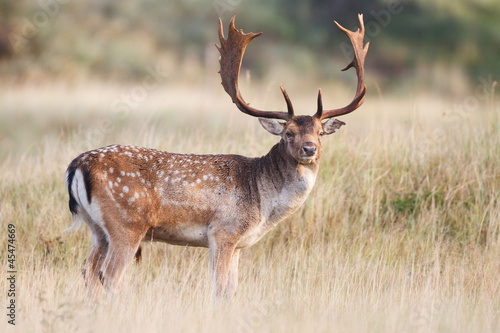 Fallow deer during the rutting season