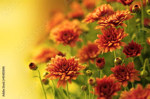 Colorful autumnal chrysanthemum