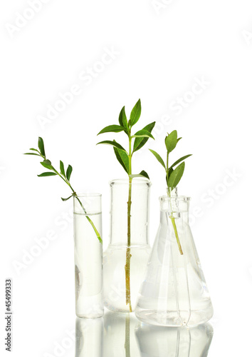 Test-tubes with a transparent solution and the plant isolated