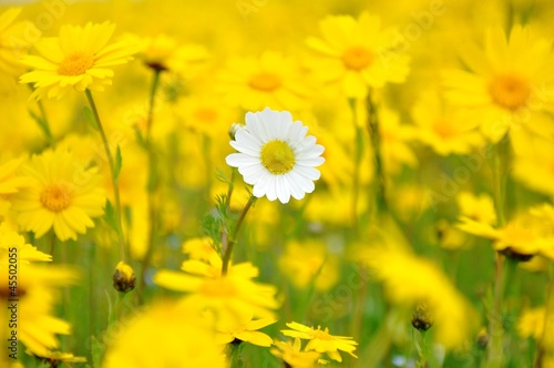 White fllower among yellow flowers