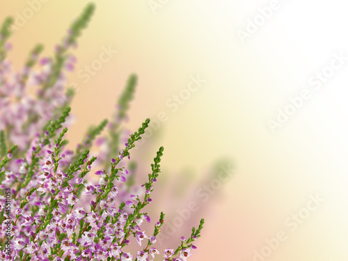 composition with group of heather flowers