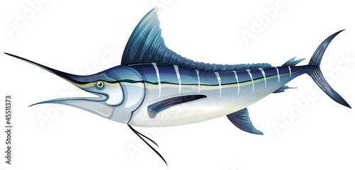 Atlantic blue marlin