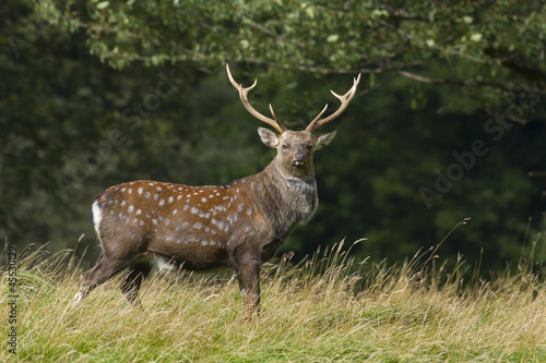 Sika Deer (Cervus nippon)