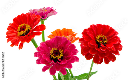 Bouquet of pink red and orange zinnia flowers isolated