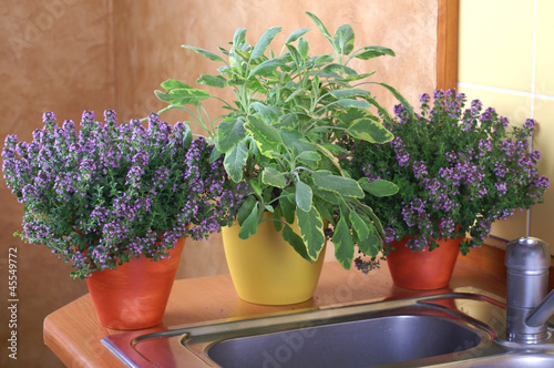 Sage and thyme growing in your home