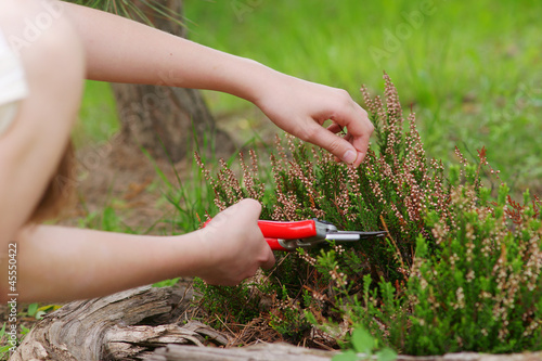 Heather pruning with secateurs