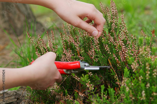 Heather pruning with secateurs