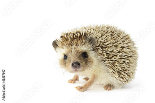 Hedgehog (erinaceus albiventris) isolated on white background.