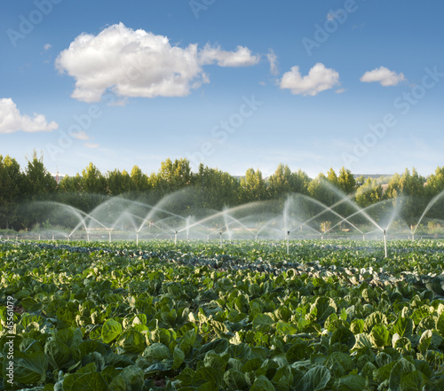 Irrigation systems in a vegetable garden