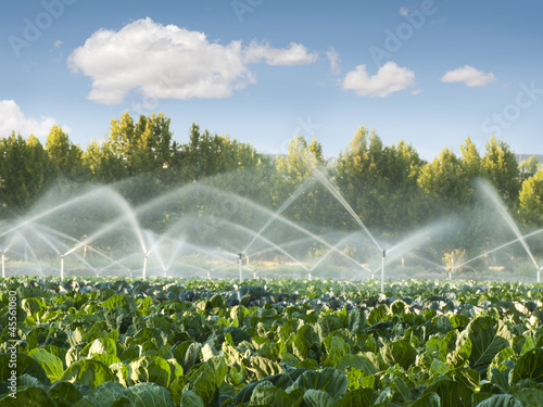 Irrigation systems in a vegetable garden